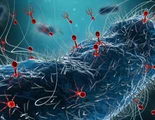 Phages Communicate Across Species to Control Infection Decisions