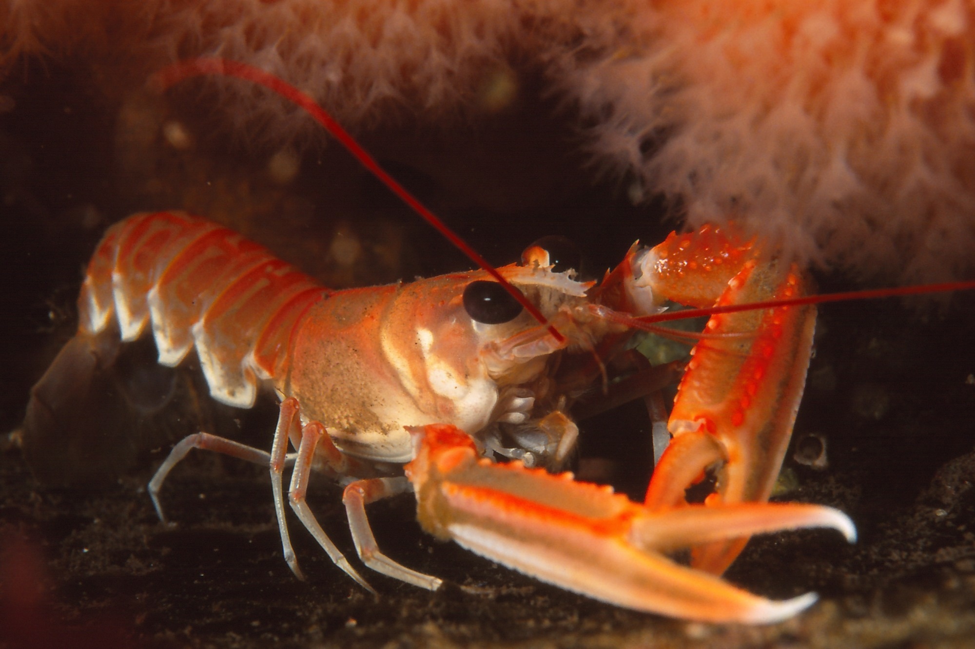 Norway lobster (also known as Dublin bay prawn, scampi or langoustine) on sea bed next to soft corals (dead men