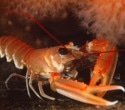 Painkillers reduce electric shock escape behaviour in lobsters