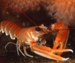 Painkillers reduce electric shock escape behaviour in lobsters