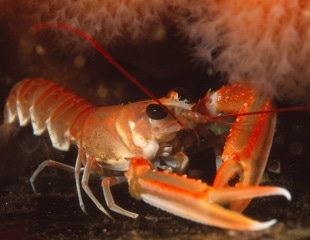 Painkillers reduce electric shock escape behaviour in lobsters