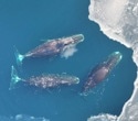 Bowhead Whale Recovery Reflects Century-Old Whaling Patterns