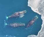 Bowhead Whale Recovery Reflects Century-Old Whaling Patterns