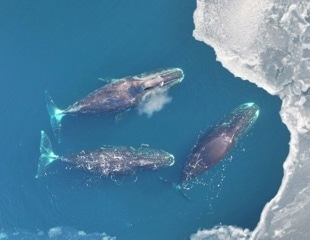 Bowhead Whale Recovery Reflects Century-Old Whaling Patterns