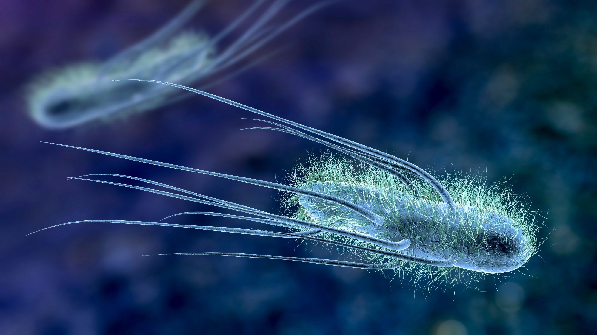 Review: The microbiome: regulating anti-tumor immunity