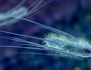 How the Microbiome Shapes Cancer Immunity and Therapy Response