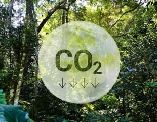 Extreme Hot-Wet Weather Drove Record CO₂ Surge In 2024