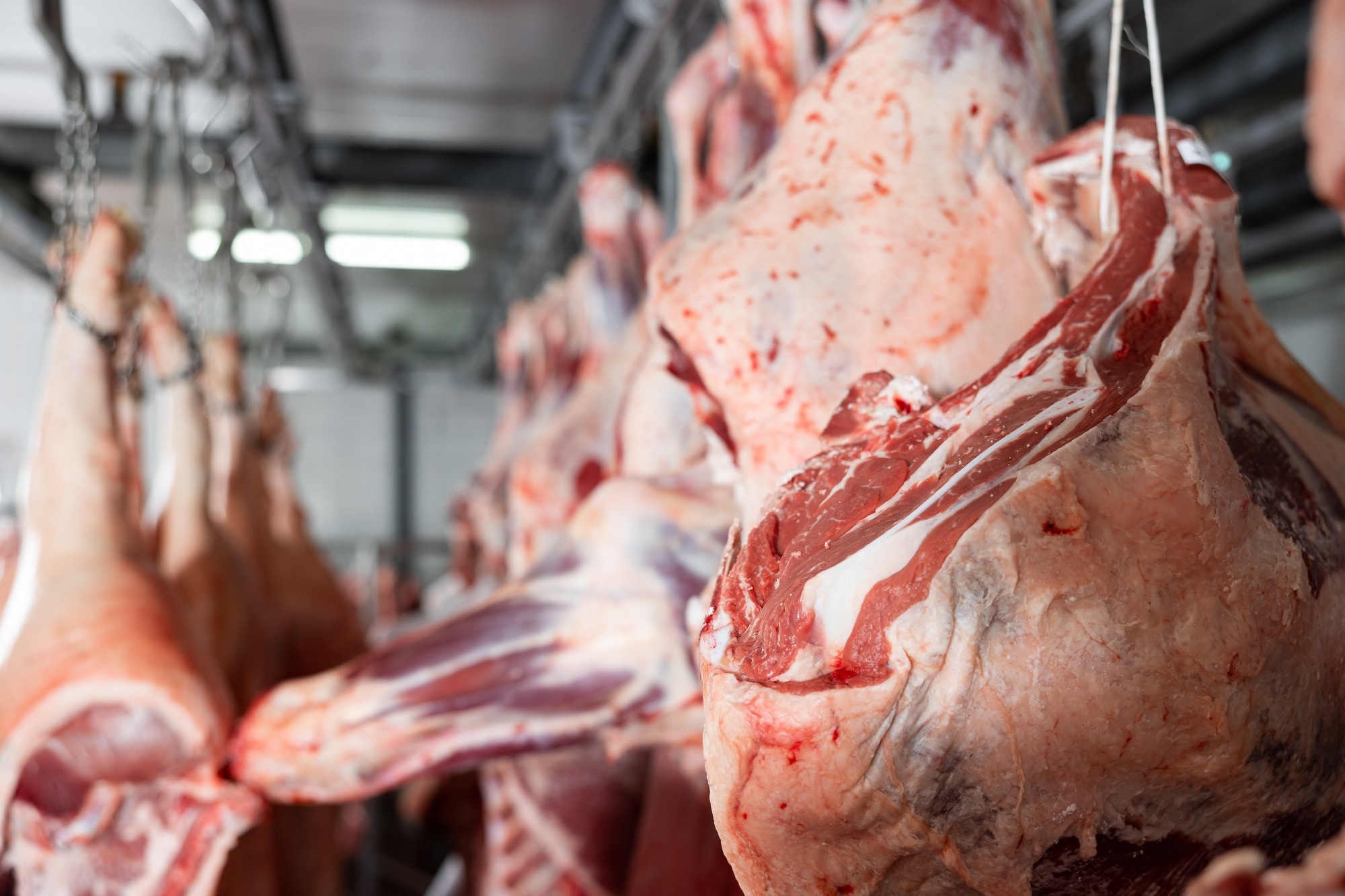 Research: Evaluation of Foreign Metal Material Detection Methods for Hide-on and Hide-off Beef Cattle. Image Credit: BearFotos / Shutterstock