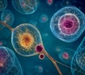Nanoscopy Technique Reveals Hidden Networks Cells Use to Communicate