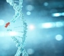 Dual-Action Protein Found to Fuel and Repair Cancer