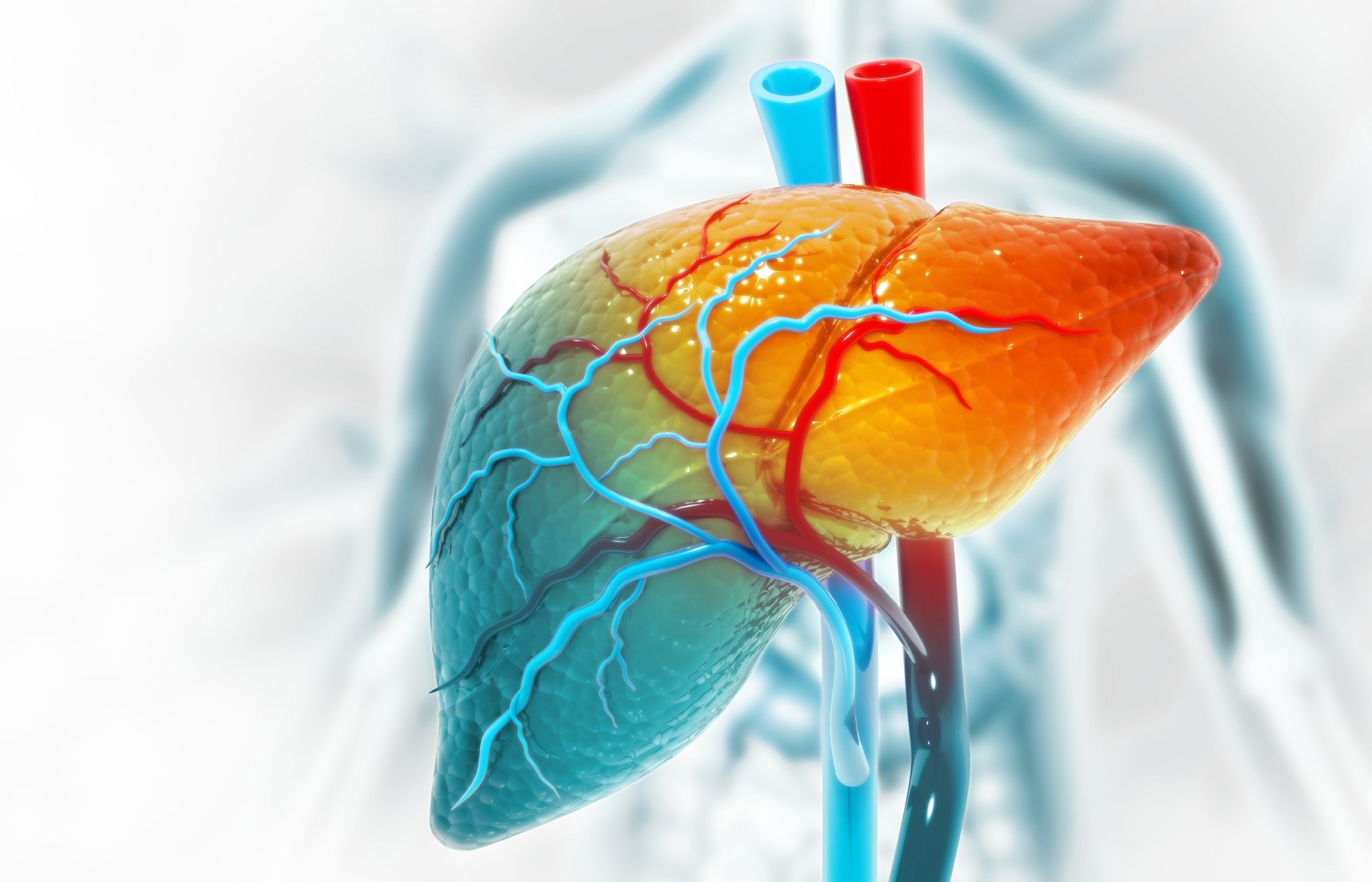 Human liver anatomy structure, 3d illustration