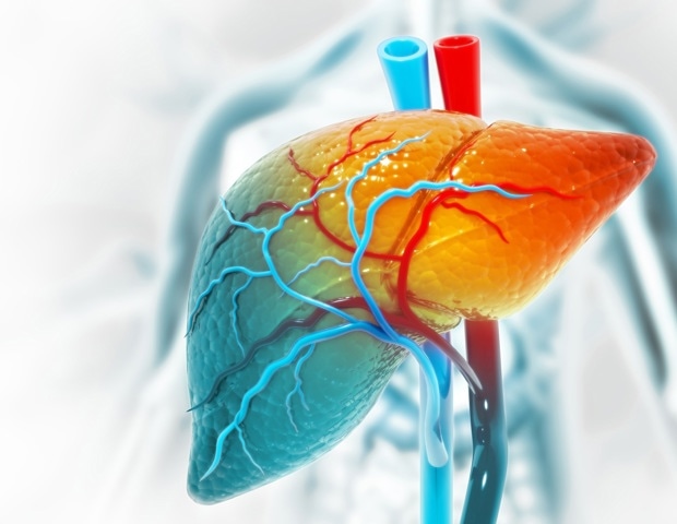 New 3D Human Liver Model Mimics Chronic Disease For 30 Days