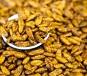 Insects, Microbes, and Food Waste May Be the Answer to the Global Food Crisis