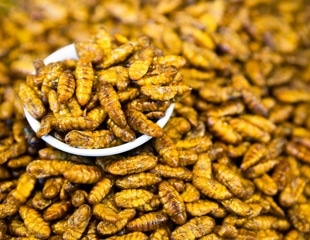 Insects, Microbes, and Food Waste May Be the Answer to the Global Food Crisis