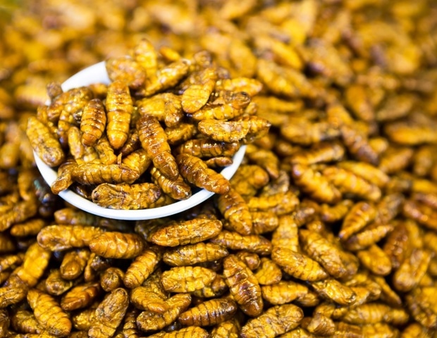 Insects, Microbes, and Food Waste May Be the Answer to the Global Food Crisis