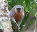 New Study Finds Primates Are at Greater Risk of Picking Up Human Diseases Thanks to Deforestation