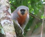New Study Finds Primates Are at Greater Risk of Picking Up Human Diseases Thanks to Deforestation