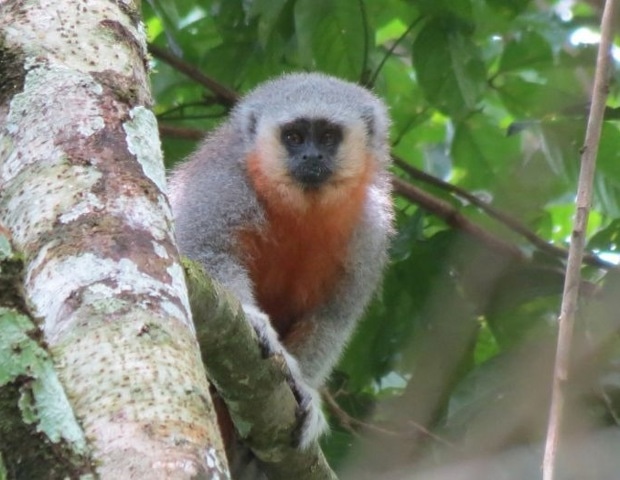 New Study Finds Primates Are at Greater Risk of Picking Up Human Diseases Thanks to Deforestation