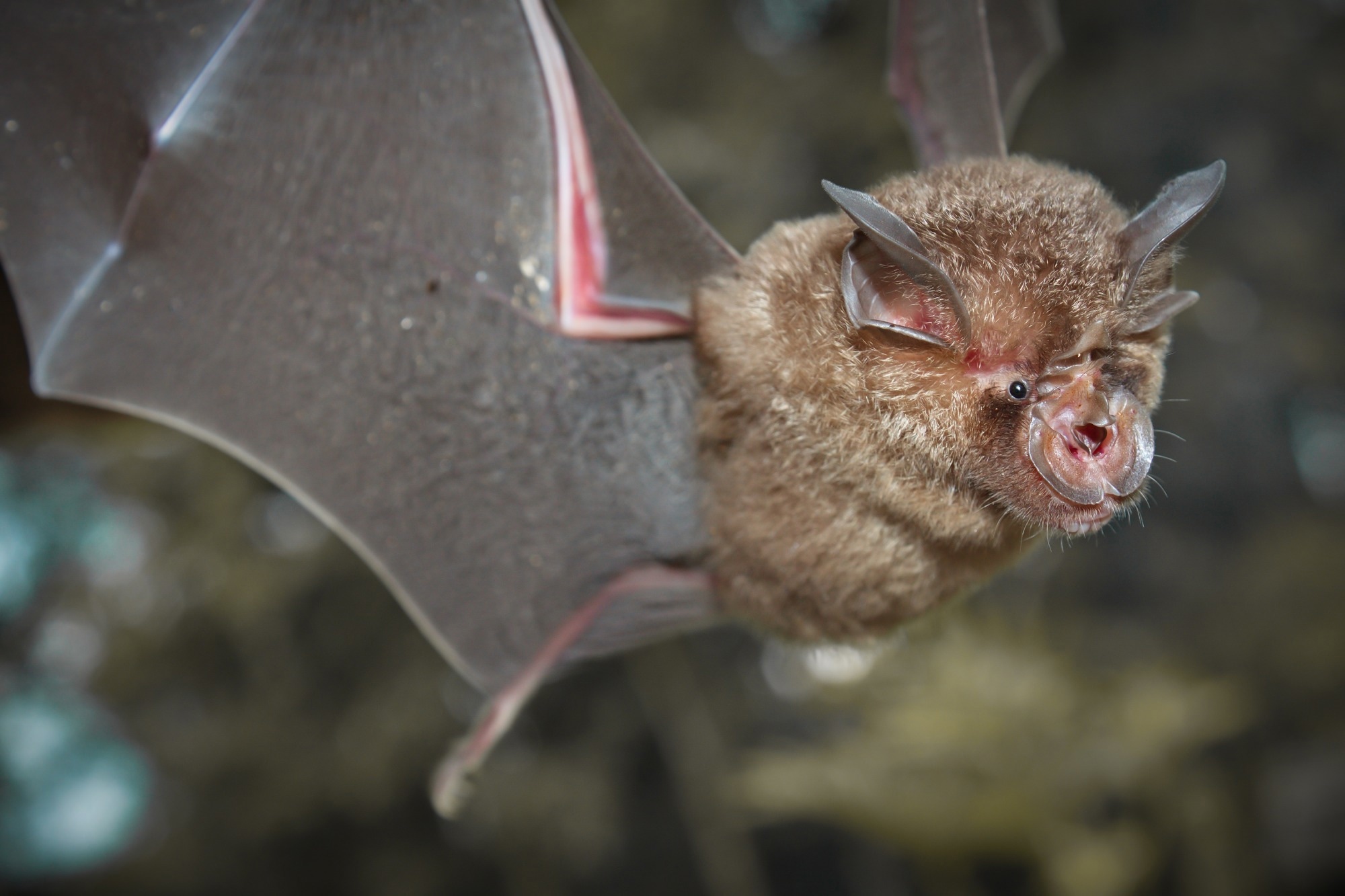 Intermediate Horseshoe Bat (Rhinolophus affinis)