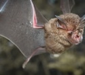 How Bats Filter Background Noise While Hunting