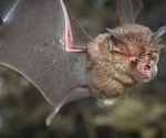 How Bats Filter Background Noise While Hunting