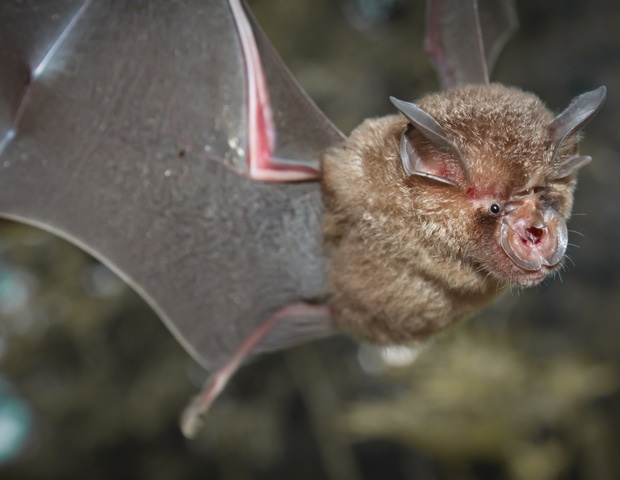 How Bats Filter Background Noise While Hunting