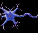 Identifying a Genetic Switch That Halts Human Nerve Regeneration