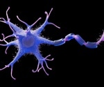 Identifying a Genetic Switch That Halts Human Nerve Regeneration