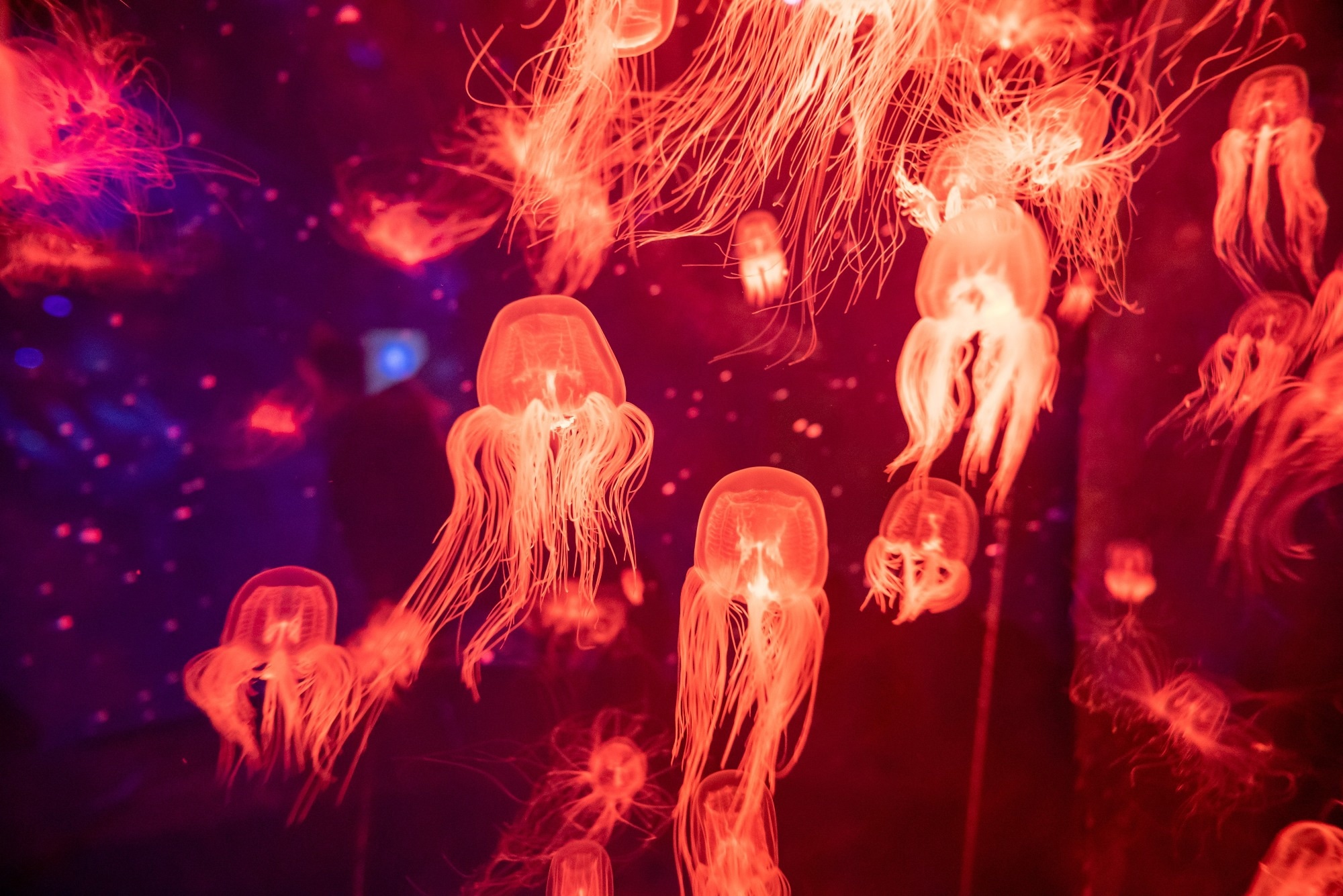 Beautiful colorful poisonous box jellyfish, Jellyfish in aquarium with black background.