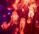 Uncovering How Box Jellyfish Reproduce at the Microscopic Level