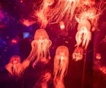 Uncovering How Box Jellyfish Reproduce at the Microscopic Level