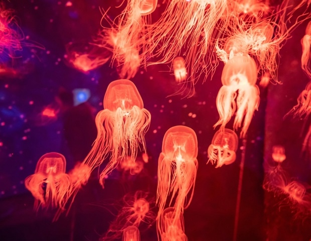 Uncovering How Box Jellyfish Reproduce at the Microscopic Level