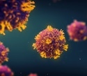 Scientists Decode How T Cells Stop Deadly Viruses