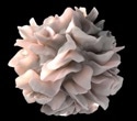 Creatine Linked to Cancer-Fighting Dendritic Cell Function