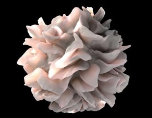 Creatine Linked to Cancer-Fighting Dendritic Cell Function