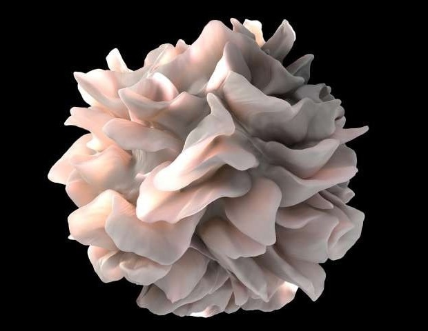 Creatine Linked to Cancer-Fighting Dendritic Cell Function
