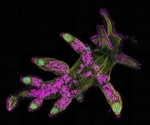 Aberdeen Researcher Awarded Prestigious $1.2 M International Grant to Uncover How New Traits Evolve