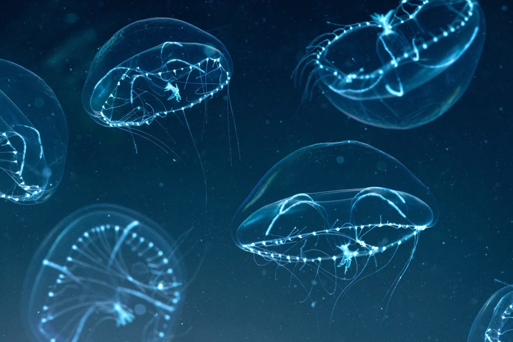 transparent jellyfish glowing in a dark background.