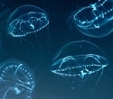 Rapid Wound Healing in Jellyfish Offers Insights Into How Human Skin Repairs