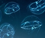 Rapid Wound Healing in Jellyfish Offers Insights Into How Human Skin Repairs