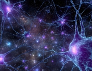 Ancient Brainstem Neurons That Help The Brain Ignore Distractions