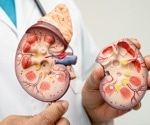 Synthetic Organizer Cells To Build More Realistic Kidney Organoids