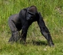 First-of-Its-Kind Surgery Performed on Western Lowland Gorilla at the San Diego Zoo Safari Park