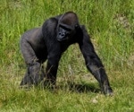 First-of-Its-Kind Surgery Performed on Western Lowland Gorilla at the San Diego Zoo Safari Park