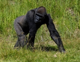 First-of-Its-Kind Surgery Performed on Western Lowland Gorilla at the San Diego Zoo Safari Park
