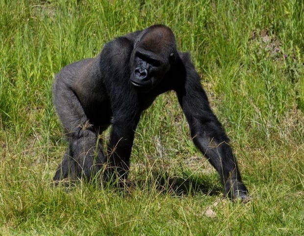 First-of-Its-Kind Surgery Performed on Western Lowland Gorilla at the San Diego Zoo Safari Park