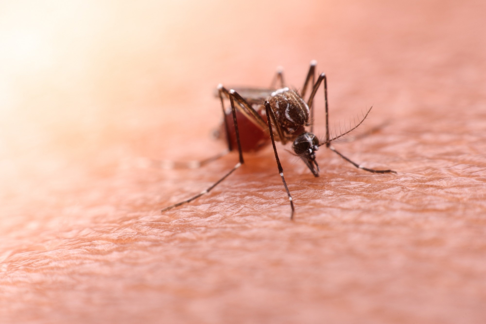 A mosquito that carries dengue fever and Zika virus is sucking blood on a person