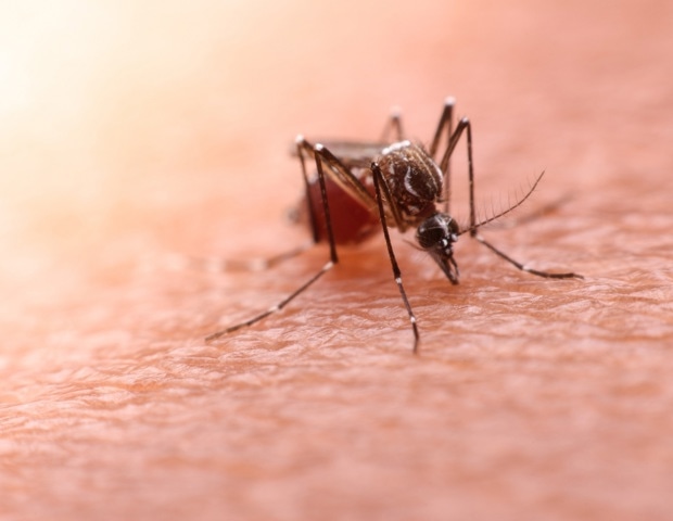 Shifting Body Temperatures can Keep Malaria from Spreading