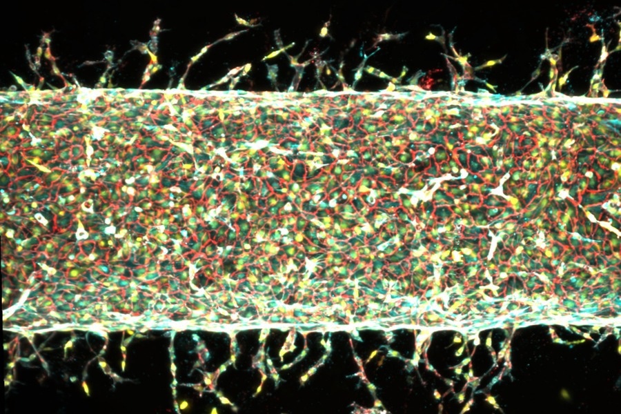 Mechanical Stimulation Unlocks New Method for Creating Artificial Organs