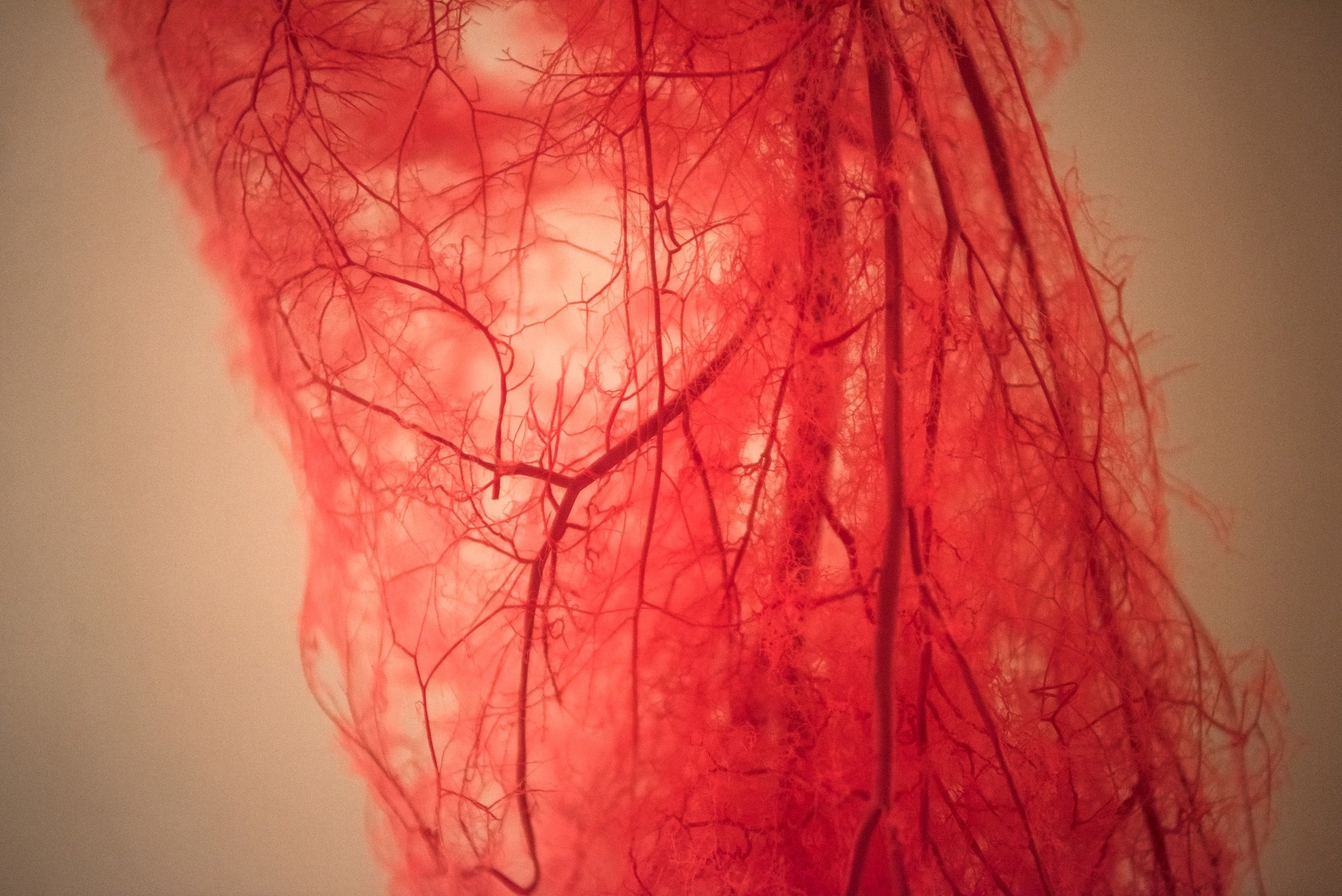 Blood Vessels of human leg